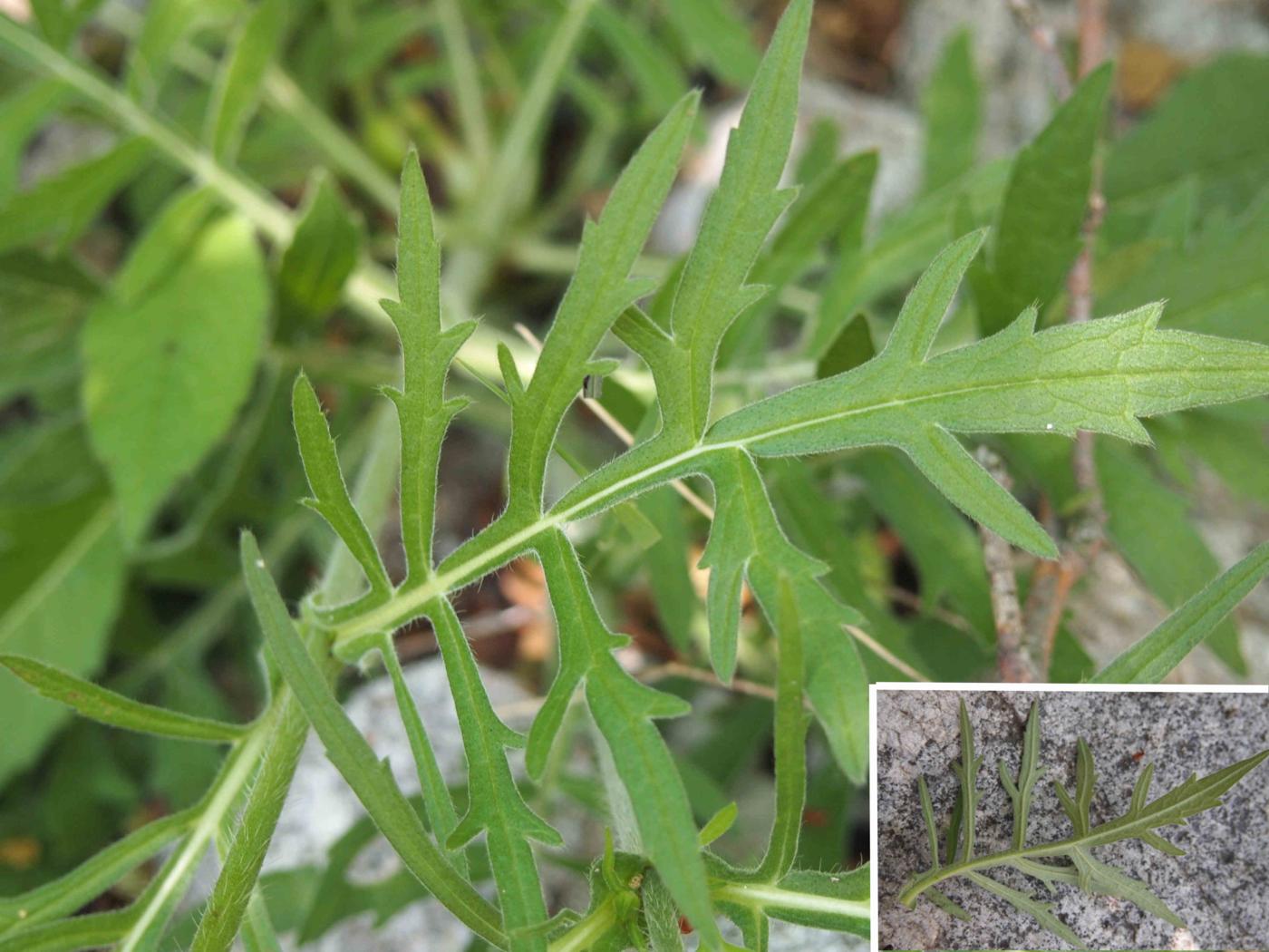 Scabious, (thrice divided) leaf